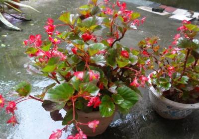 室内四季开花好养的植物（花期最长的室内植物）