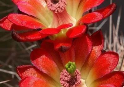 100种仙人掌开花（仙人掌开花绚烂美丽）