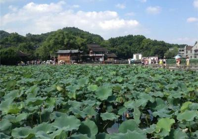 杭州西湖最有名的景点（曲院风荷是杭州西湖十景之一）