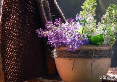 丁香花种植方法与注意事项（想在花盆或容器中种植美丽丁香花）