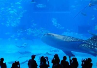 青岛水族馆建于哪一年