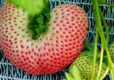 丑莓是啥品种
