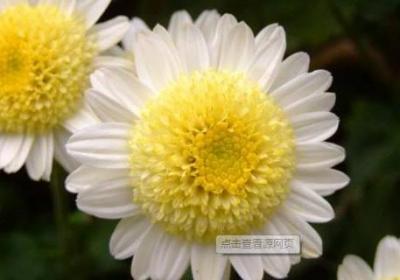 菊花茶过期了还能喝吗