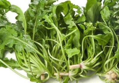 荠菜苦怎么回事