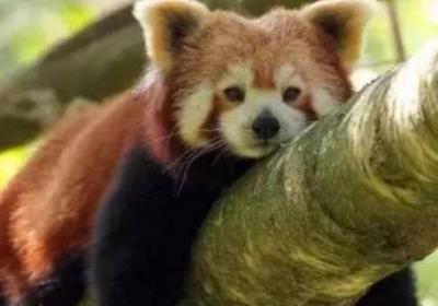 小熊猫吃什么