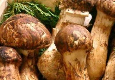 全球各地四大最顶级美食 松茸被视为食用菇中的极品美味