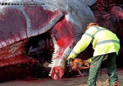 鲸爆的威力有多大，威力堪比炸弹(方圆1公里都会被喷射到)