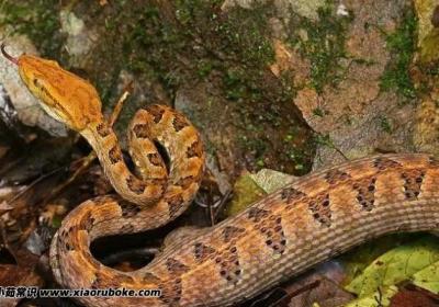 广西桂平挖蛇事件，百年大蛇长达16米吓死司机(虚假新闻)