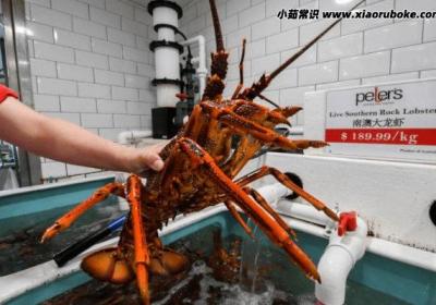 澳龙和波士顿龙虾的区别，澳洲龙虾没有大钳子(价格反而更贵)