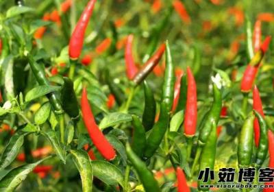 辣椒是什么时候传入中国的，明朝末年(最初用于盆栽观赏)