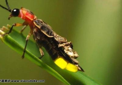 萤火虫为什么可以发光，荧光素与氧气结合的化学反应
