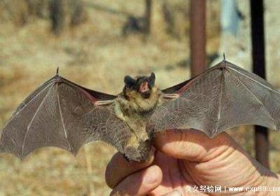 蝙蝠飞到家里是什么预兆飞进屋里是吉是凶，风水中预示福临门