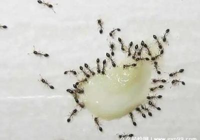 家里有蚂蚁怎么能彻底消灭，用柠檬喷雾肥皂水简单消灭