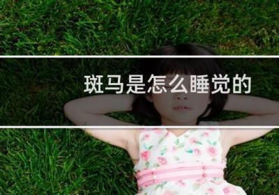 斑马是怎么睡觉的
