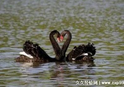 4个2代表什么意思，3种不同含义(谐音炸弹天使数字)