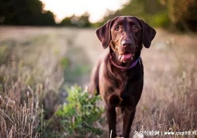 狗狗品种大全及图片大型犬排名，5种超可爱的大型犬推荐