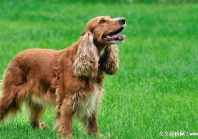 可卡犬价格多少钱一只，纯种价格最低1000元一只(玉桂狗的原型)