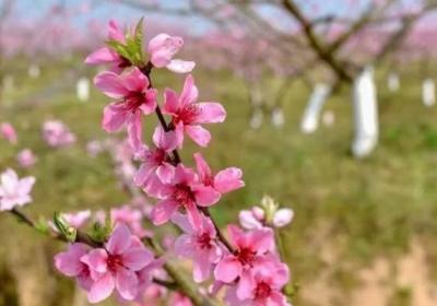 倒春寒是什么意思