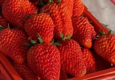 草莓怎么清洗才干净