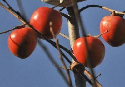 ​柿子跟茶可以一起吃吗 茶和柿子能一起吃吗