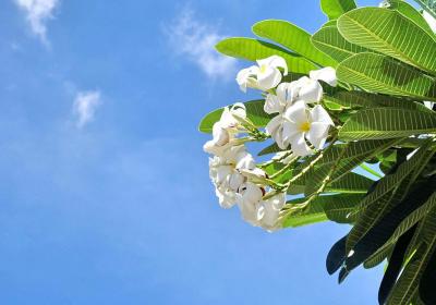 ​鸡蛋花怎么施肥