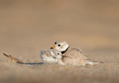 购买健康险需要什么条件才能买呢