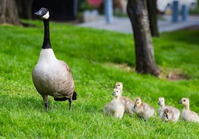 高端医疗保险是保终身的吗