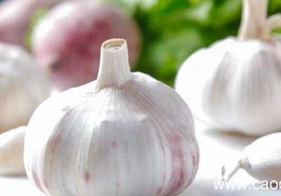 怎么描写大蒜的外形描写大蒜的外形的句子