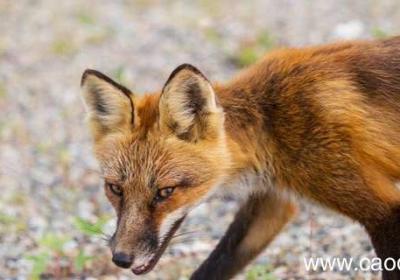 没有牙齿的大老故事内容 没有牙齿的大老故事内容是什么