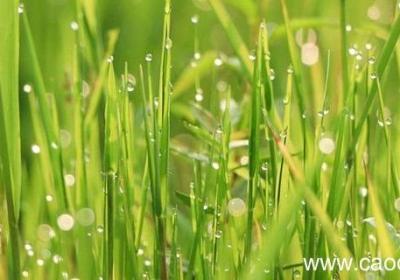 描写小草的比喻句 关于描写描写小草的比喻句