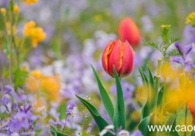 写野花的比喻句 关于写野花的比喻句