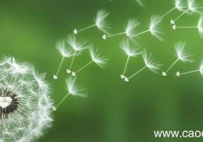 写蒲公英的比喻句 关于写蒲公英的比喻句