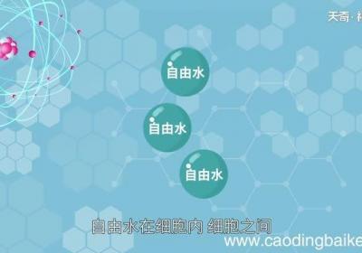 自由水和结合水的作用自由水和结合水有什么作用