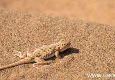 断垣残壁打一种动物断垣残壁打猜谜动物