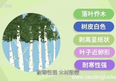 白桦的意思 白桦的意思是什么