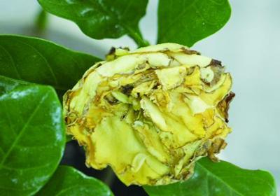 栀子花适合在卧室养吗