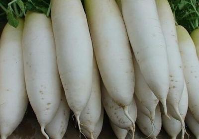 白萝卜,蔬菜,膳食