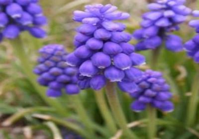 蓝风铃花语,怎么养殖