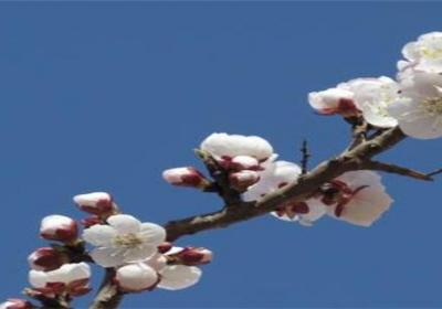 杏花哪个季节开放