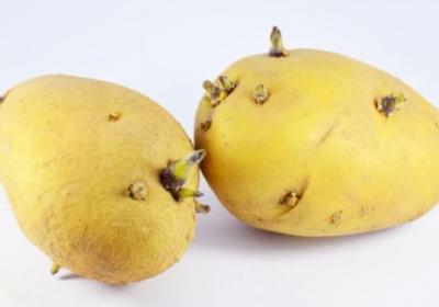 土豆,发芽,蔬菜