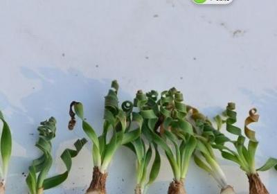 弹簧草的养殖方法和注意事项大全