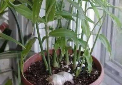 生姜也能种“盆栽”,小药片用上,还你“一桶姜山”！