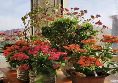 懂花春节就选这“4种”,盆盆“花苞”冒,家里成花园！