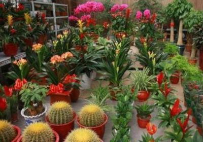 年前逛花市,这3种“花”不买,别买回家给自己添堵！