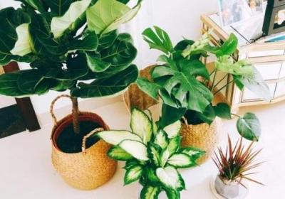 2019最流行的花卉,摆在家里特时髦,你不养一盆？