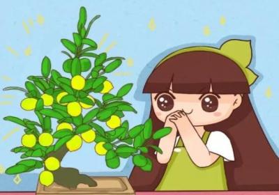 卧室养盆它,不失眠睡的香,杀菌消毒身体倍棒！