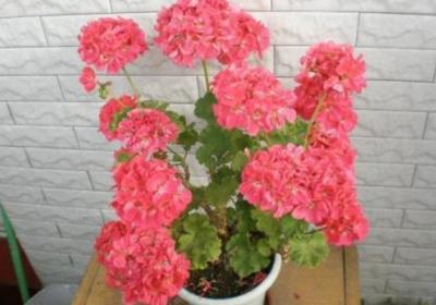 家里就养这“4种”花,空气干净没“病菌”,种上1盆保心安