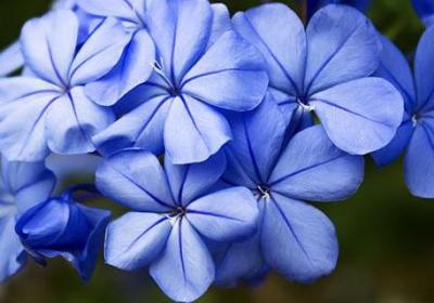 世界上花语最冷漠的花