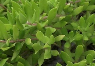 玉树的养殖方法和注意事项