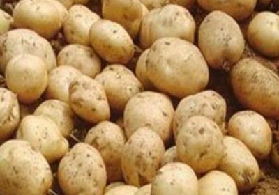 土豆,蔬菜,食物中毒